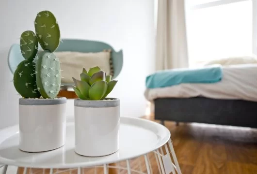 Indoor cactus plants in small white planters in a bedroom