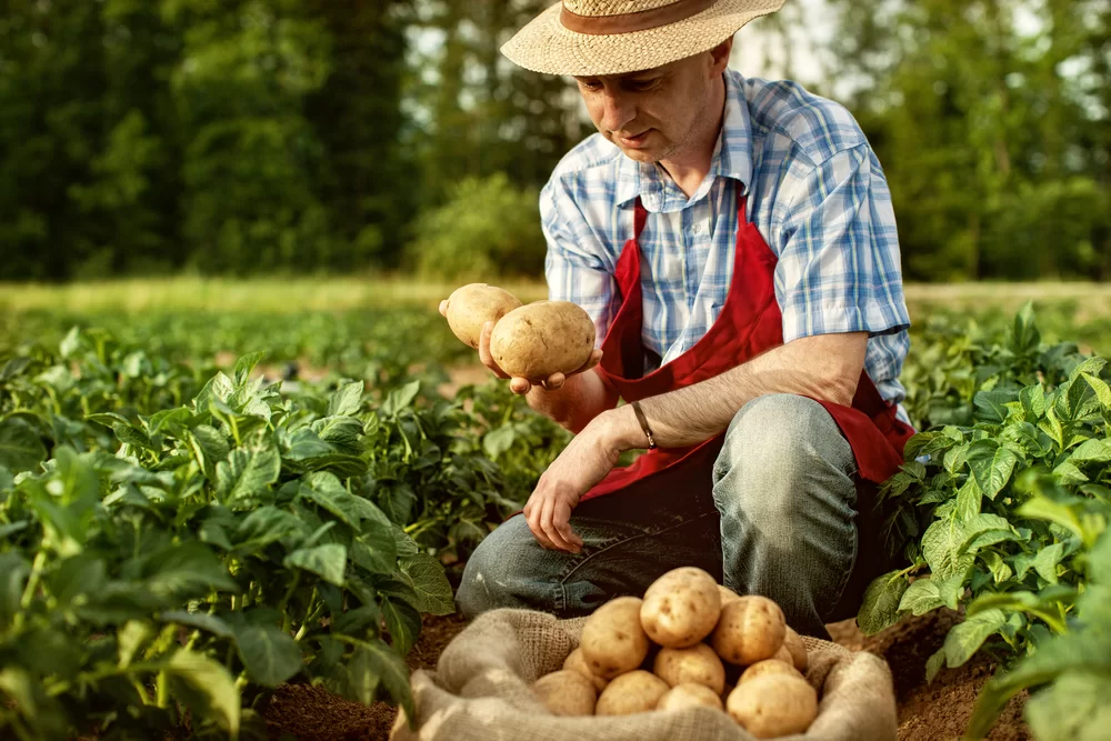 Farmer gathering potatoes from his crop