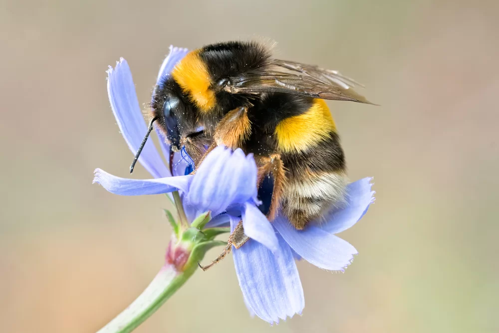 Yellow and black bumblebee resting on a purple flower