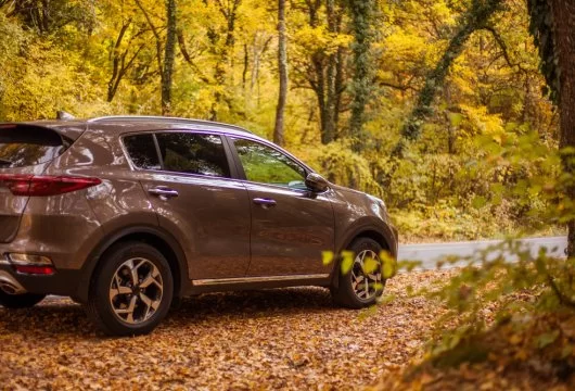 Brown car on a heavily forested road