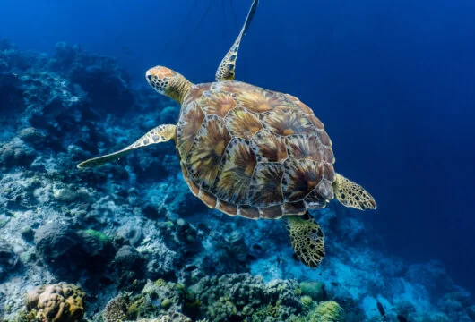 Sea turtle swimming