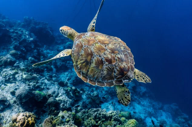 Sea turtle swimming
