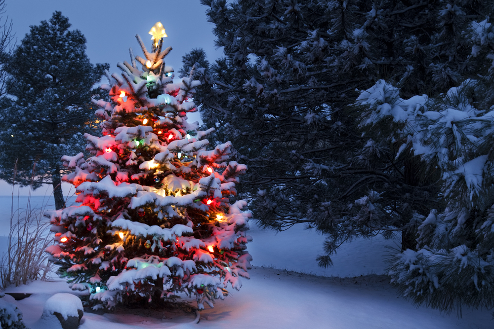 Tree in snow decorated for Christmas