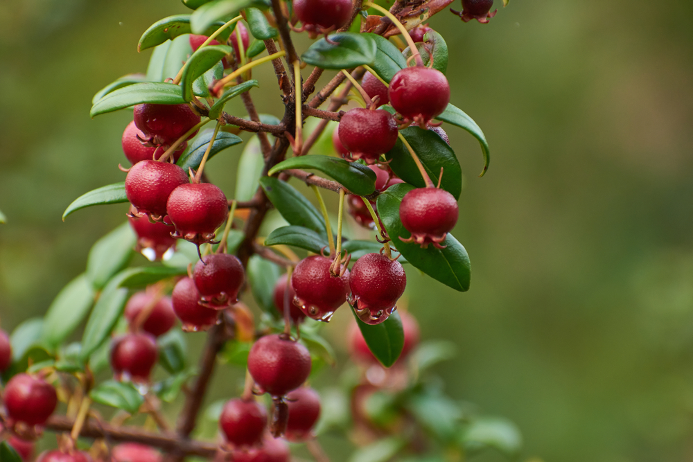 Close-up of Ungi Molinae plant, also known as Ugni berries