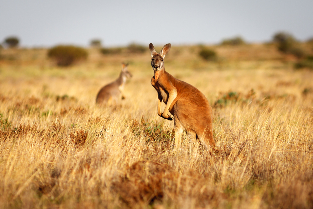 Kangaroos standing in a field