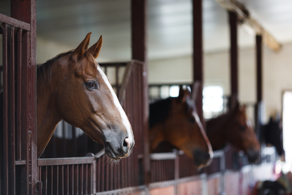 Horses in a stable