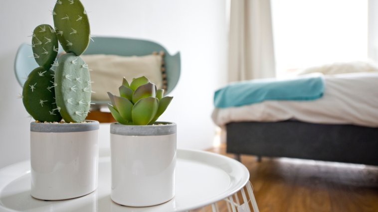 Indoor cactus plants in small white planters in a bedroom