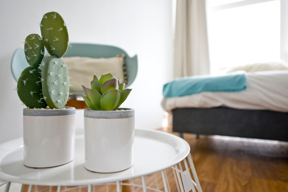 Indoor cactus plants in small white planters in a bedroom