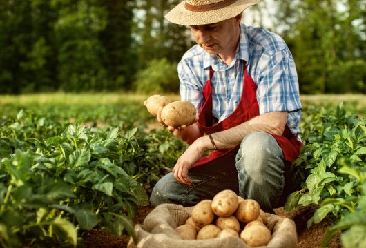 Farmer gathering potatoes from his crop