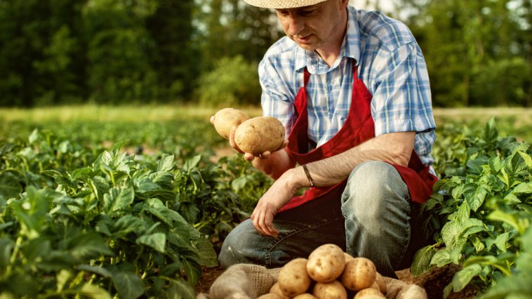 Farmer gathering potatoes from his crop