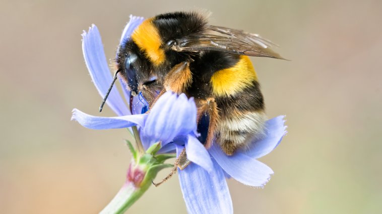 Yellow and black bumblebee resting on a purple flower