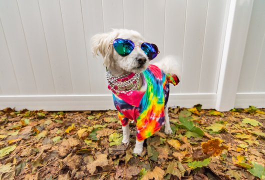 Grateful Dead fan's dog wearing tie dye and glasses
