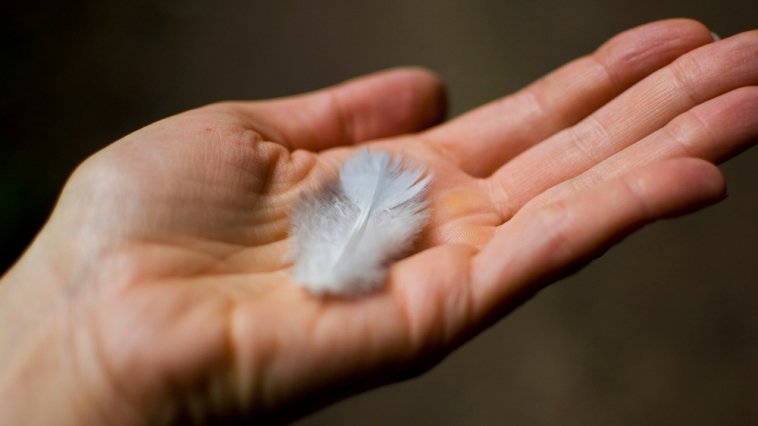 Feather resting in a person's hand
