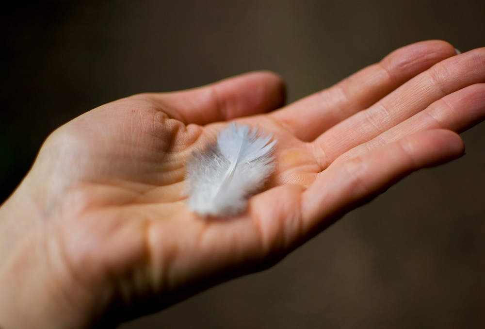 Feather resting in a person's hand