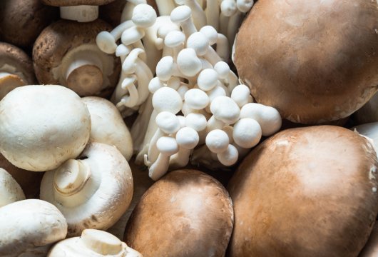 Various types of mushroom piled together