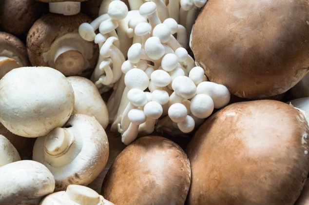 Various types of mushroom piled together