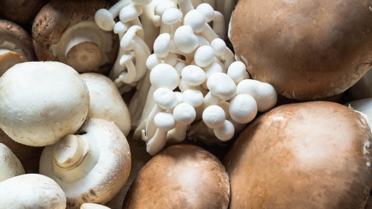 Various types of mushroom piled together