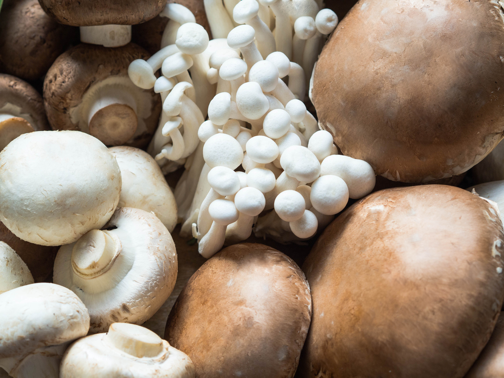 Various types of mushroom piled together