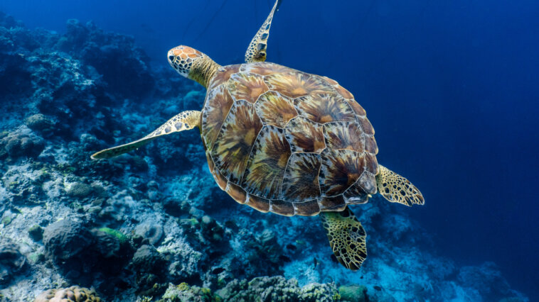 Sea turtle swimming